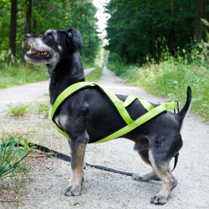 DINGO Szelki typu Sled do biegania z psem - zielony
