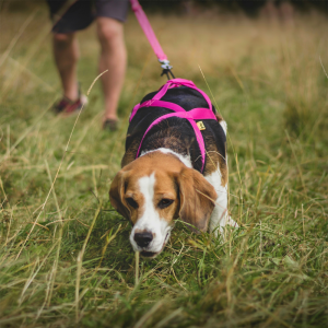 DINGO Szelki typu Sled do biegania z psem - różowy