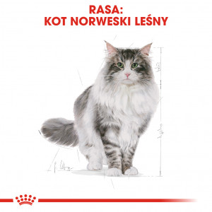 ROYAL CANIN Norwegian Forest Cat Adult karma sucha dla kotów dorosłych rasy norweski leśny