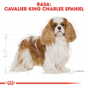 ROYAL CANIN Cavalier King Charles Adult 