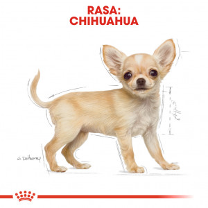 ROYAL CANIN Chihuahua Puppy karma sucha dla szczeniąt do 10 miesiąca, rasy chihuahua