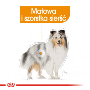 ROYAL CANIN Mini Coat Care karma sucha dla psów dorosłych ras małych, o matowej sierści