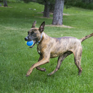 KONG AirDog Football