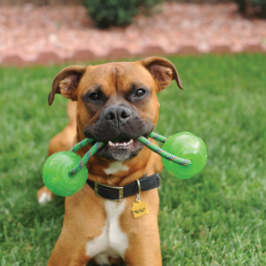 KONG Squeezz Ball w/Handle Assorted