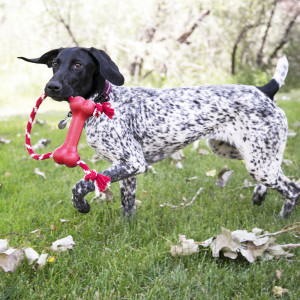 KONG Puppy Goodie Bone with rope XS