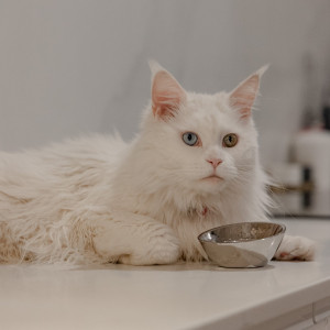 DINGO Miska metalowa owalna dla kota 100ml