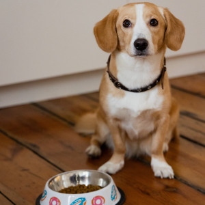 DINGO Miska metalowa na gumie w donuty