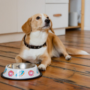 DINGO Miska metalowa na gumie w donuty