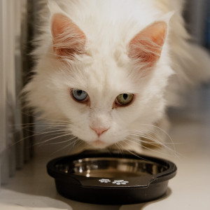 DINGO Miska metalowa z uchwytem antypoślizgowa dla kota