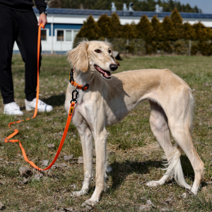 DINGO Smycz Treningowa z rączką Flex - pomarańczowa