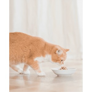 SCHESIR Cat Tuńczyk z krewetkami w galaretce - puszka