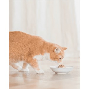 SCHESIR Cat Filety z kurczaka (saszetka)