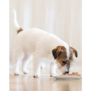 SCHESIR Puppy Tuńczyk z aloesem (puszka)