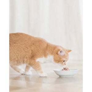 SCHESIR Cat Tuńczyk z kurczakiem w galaretce 85g (saszetka)