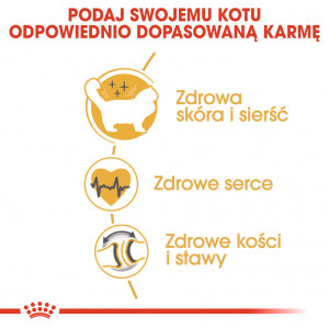 ROYAL CANIN Ragdol Adult karma sucha dla kotów dorosłych rasy ragdoll