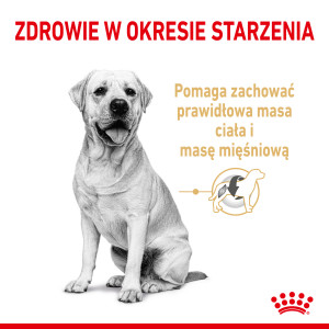 ROYAL CANIN Labrador Retriever 5+