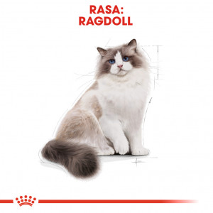 ROYAL CANIN Ragdol Adult karma sucha dla kotów dorosłych rasy ragdoll