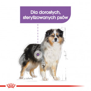 ROYAL CANIN CCN Medium Sterilised karma sucha dla psów dorosłych ras średnich, sterylizowanych