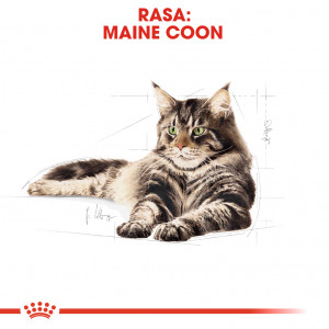 ROYAL CANIN Maine Coon Adult karma sucha dla kotów dorosłych rasy maine coon