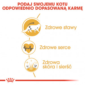 ROYAL CANIN Maine Coon Adult karma sucha dla kotów dorosłych rasy maine coon