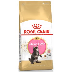 ROYAL CANIN Maine Coon Kitten karma sucha dla kociąt do 15 miesiąca, rasy maine coon