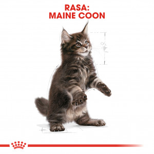 ROYAL CANIN Maine Coon Kitten karma sucha dla kociąt do 15 miesiąca, rasy maine coon