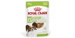 ROYAL CANIN X-Small Adult karma mokra w sosie dla psów dorosłych, ras miniaturowych do 4 kg