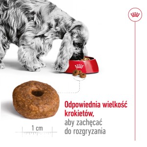 ROYAL CANIN Medium Ageing +10 