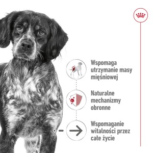 ROYAL CANIN Medium Ageing +10 