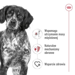 ROYAL CANIN Medium Adult karma sucha dla psów dorosłych, ras średnich