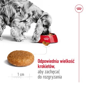 ROYAL CANIN Medium Adult karma sucha dla psów dorosłych, ras średnich