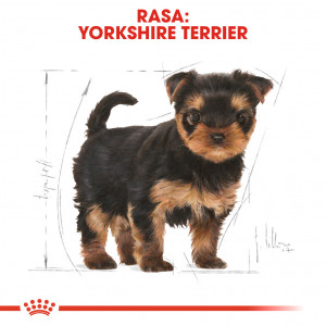 ROYAL CANIN Yorkshire Terrier Puppy karma sucha dla szczeniąt