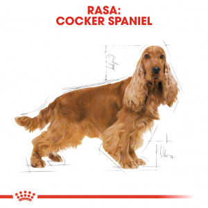 ROYAL CANIN Cocker Spaniel Adult karma sucha dla psów dorosłych rasy cocker spaniel