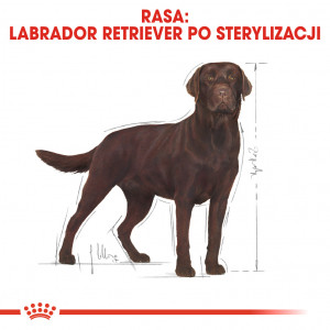 ROYAL CANIN Labrador Retriever Sterilised Adult