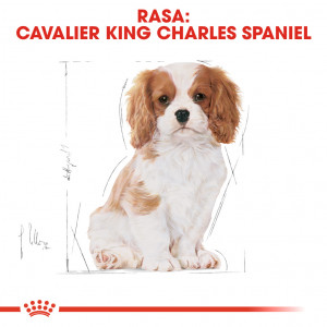 ROYAL CANIN Cavalier King Charles Puppy