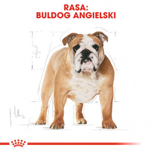 ROYAL CANIN Bulldog Adult karma sucha dla psów dorosłych rasy buldog