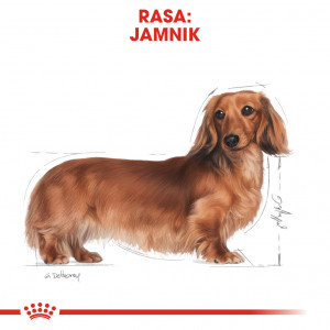ROYAL CANIN Dachshund Adult karma sucha dla psów dorosłych rasy jamnik