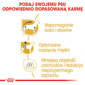 ROYAL CANIN Dachshund Adult karma sucha dla psów dorosłych rasy jamnik