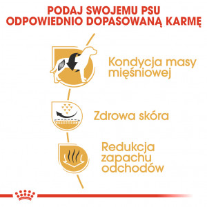 ROYAL CANIN French Bulldog Adult karma sucha dla psów dorosłych rasy buldog francuski