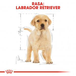 ROYAL CANIN Labrador Retriever Puppy
