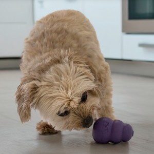 KONG Senior