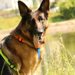 DINGO Szelki Guard Active - Sydney