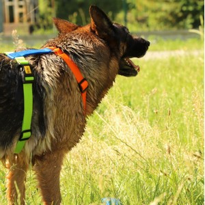 DINGO Szelki Guard Active - Sydney