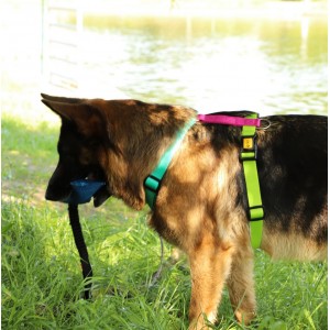 DINGO Szelki Guard Active - Brasil