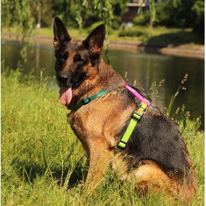 DINGO Szelki Guard Active - Brasil