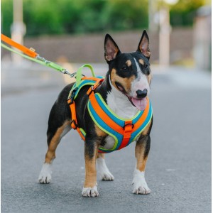 DINGO Szelki Active - Sydney