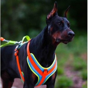 DINGO Szelki Active - Sydney