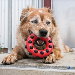 KONG Dotz Circle