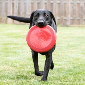 KONG Flyer - Frisbee Large