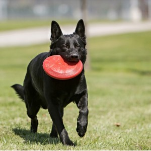 KONG Flyer - Frisbee Large